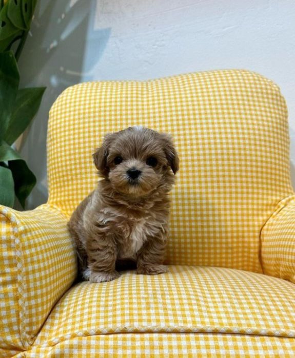 Мальтипу,мини ,супермини. Азия