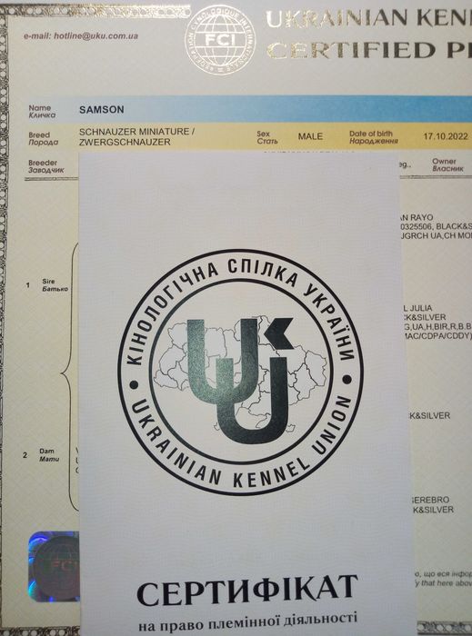 Цвергшнауцер.В'язка.