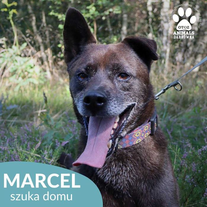 Marcel szuka domu !