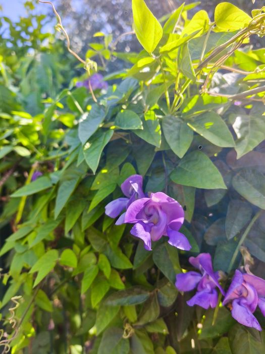 Sementes de Vigna Caracalla (planta elefante ou caracoleira)