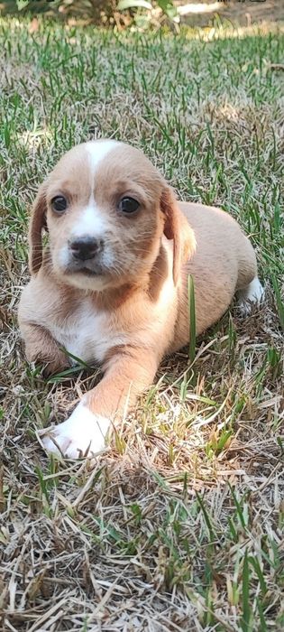 Cachorro para adoção responsável.