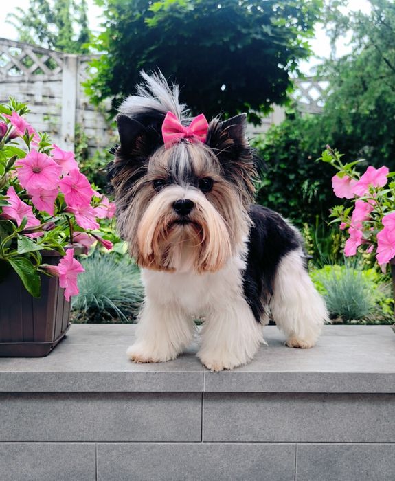 Dorosła suczka Yorkshire terrier biewer