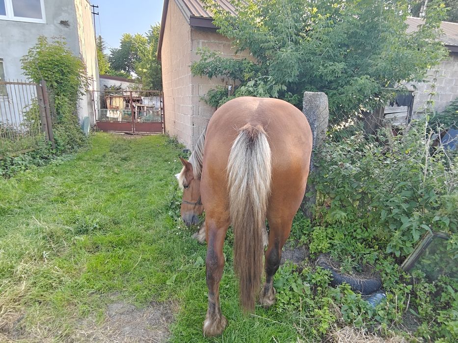 Sprzedam klacz 6 lat