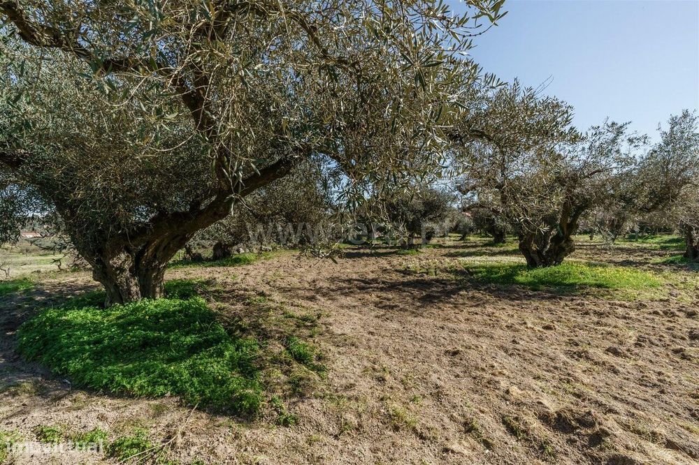 Terreno / Fundão, Martianas