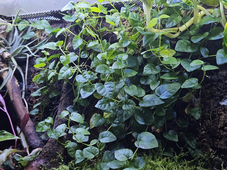 Ficus pumila - figowiec pnący