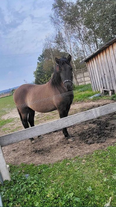 Pilnie! Sprzedam młodego wałacha