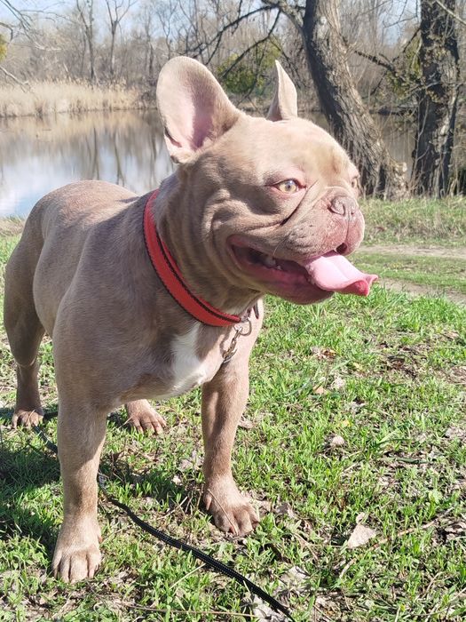 Французький бульдог в'язка.