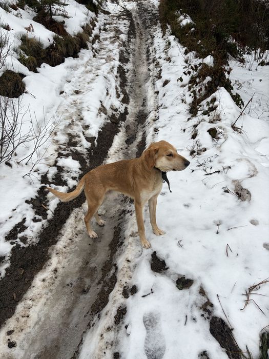 Продається Російська Гонча