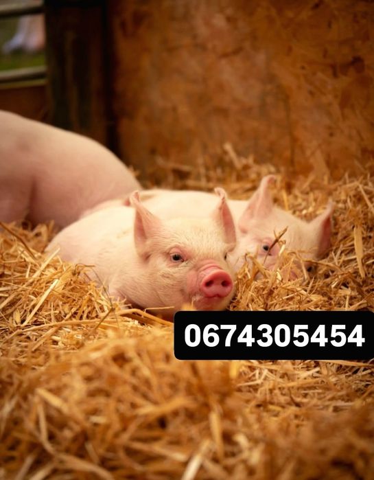 Поросята від 10 кг, чудові, здорові
