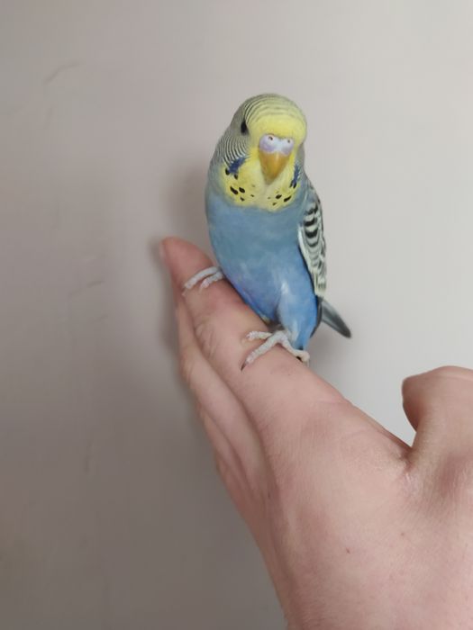 Papugi faliste oswojone