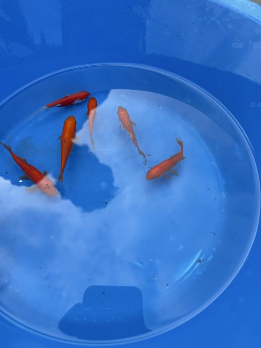 Peixes cometas.