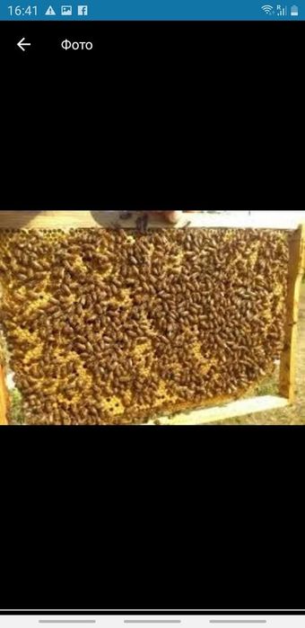 Продам бджолопакети