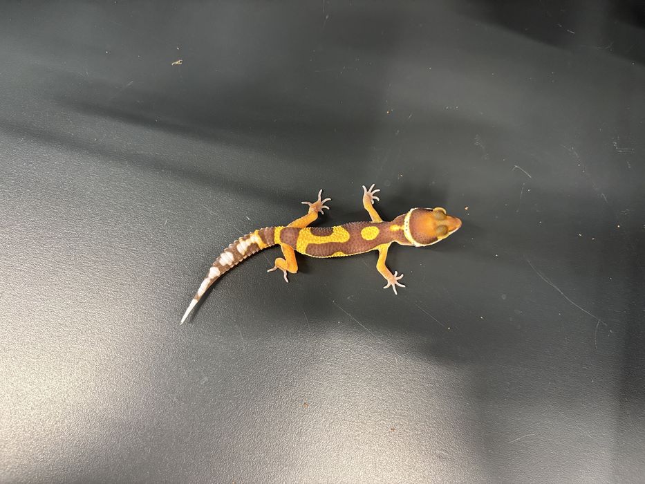 Gekon lamparci młody