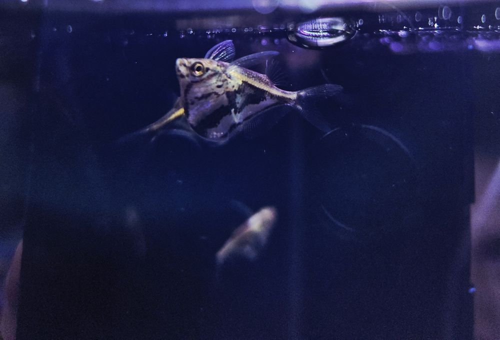 Pstrązenica marmurkowa C. Strigata/ Strefa Egzotyki