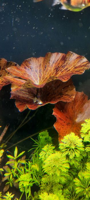 Lotos tygrysi bulwa z lisciami