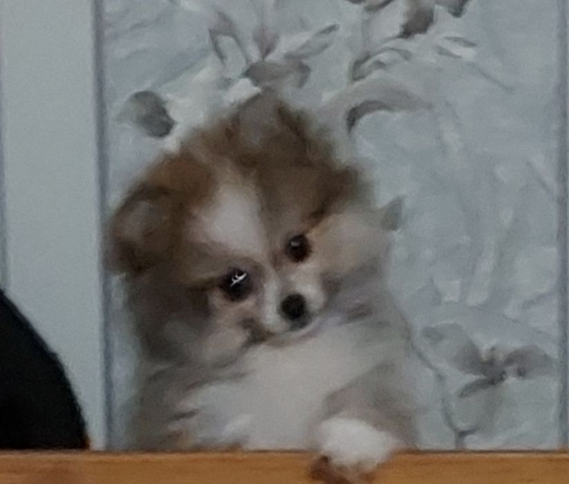 Померанский шпиц