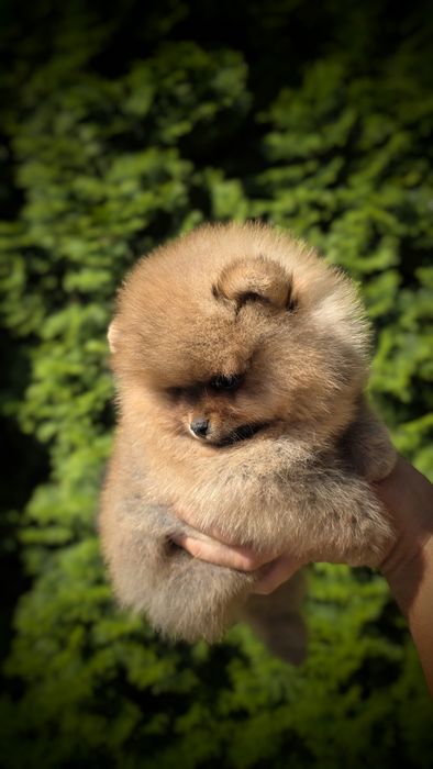 Pomeranian Pies FCI