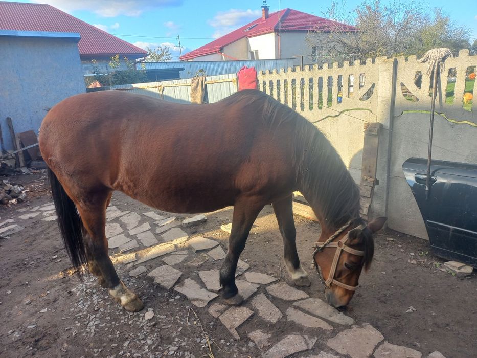 Продається дві кобили
