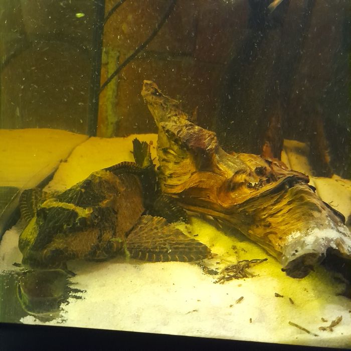 Duży glonojad Lamparci