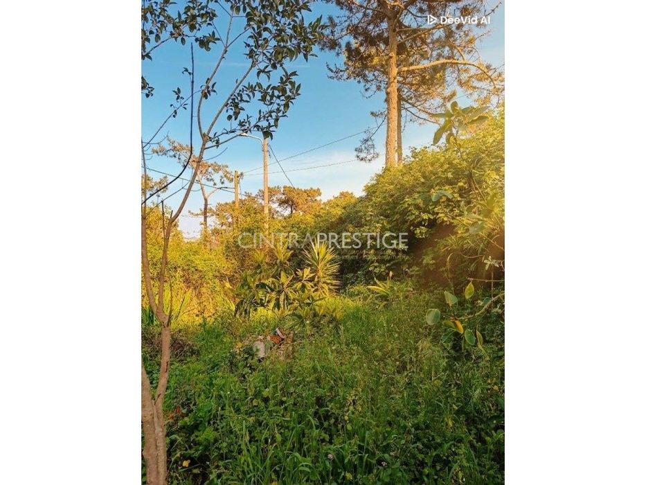 Casa implantada em terreno de 2200 m2 em pleno Pinhal de Colares