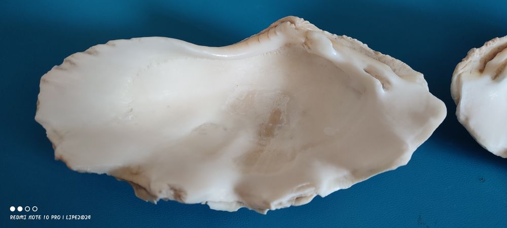 Concha bivalves Tridacna
