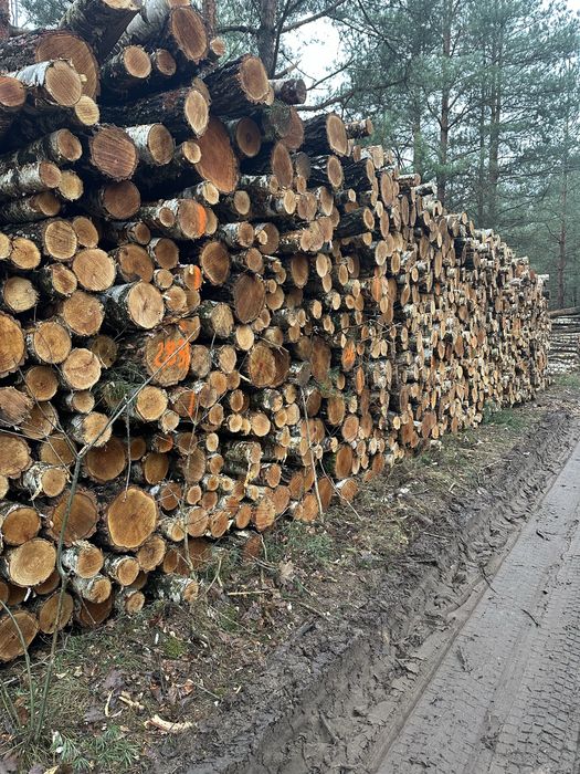 Drewno opsłowe Olcha Brzoza