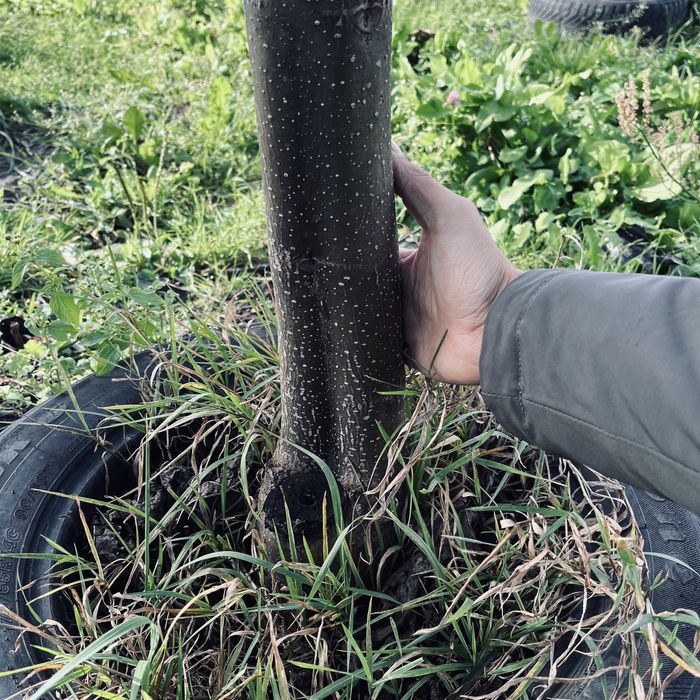 Насіння Павловнії Pao Tong-07 уп 500шт, Семена Павловнии +ПОДАРУНОК