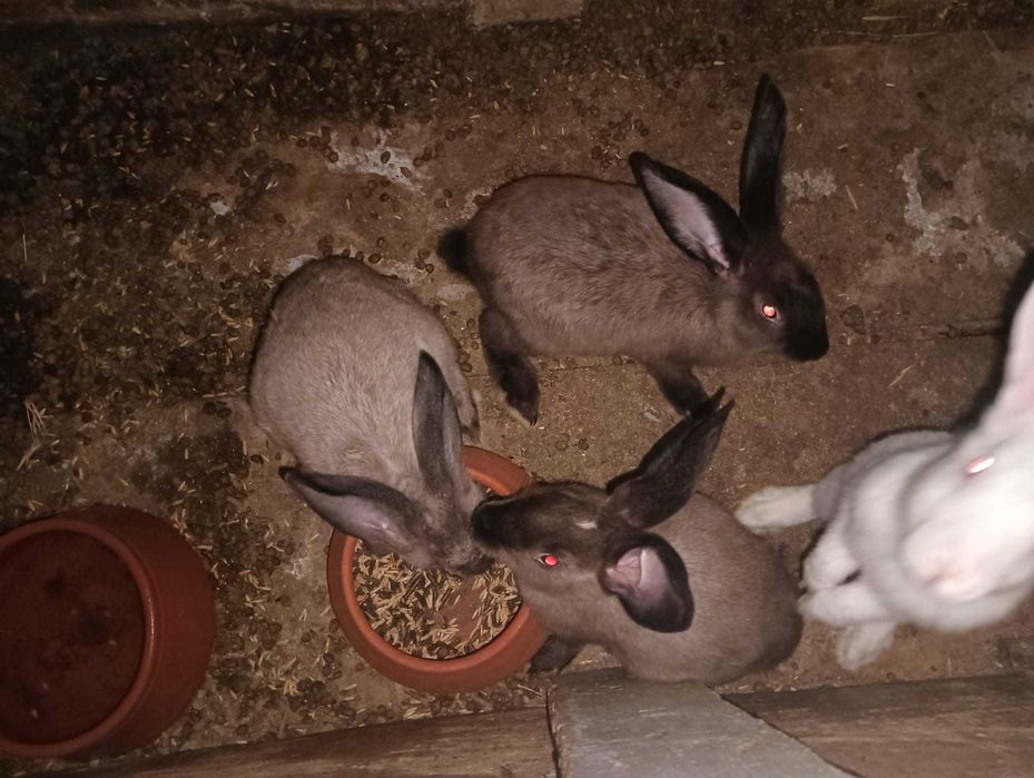 Coelhos caseiros com 6 meses