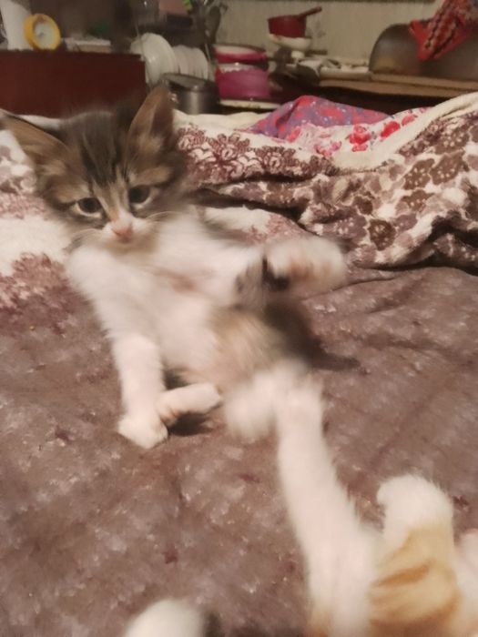 Отдам котят,в добрые руки,от сибирской кошки.