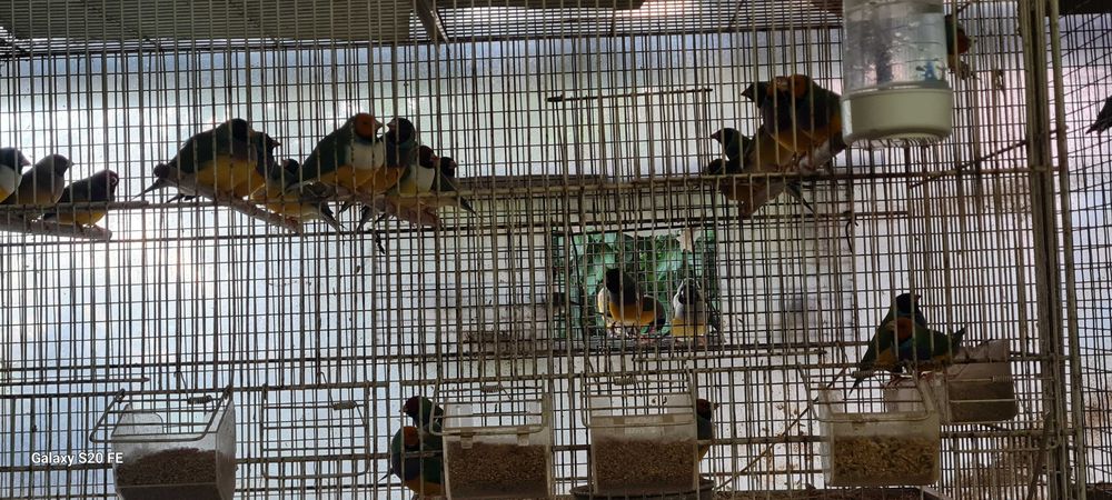 Vendo diamantes gold