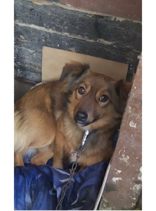 Собачки в добрі руки, маленька дівчинка