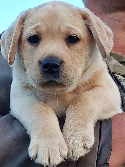 Лабрадор ретрівер песики з документами