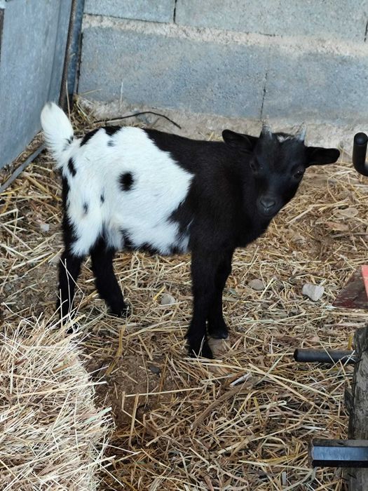 Cabrito anão muito bonito