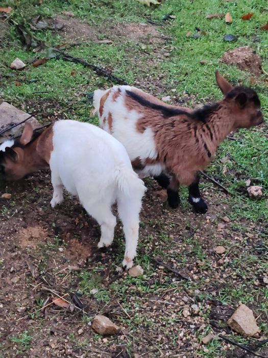 Vendo Casal de Cabras Micro Anãs. Macho filhos de Pigmeu.