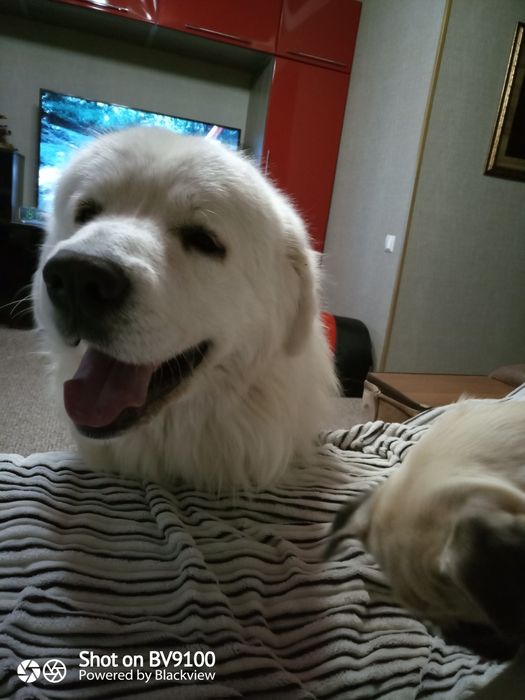 Пиренейская горная собака