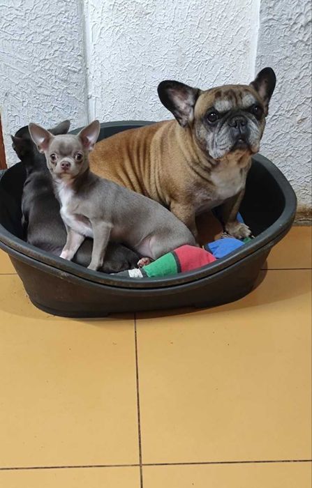 Лілова дівчинка у продажу. (Ксу)