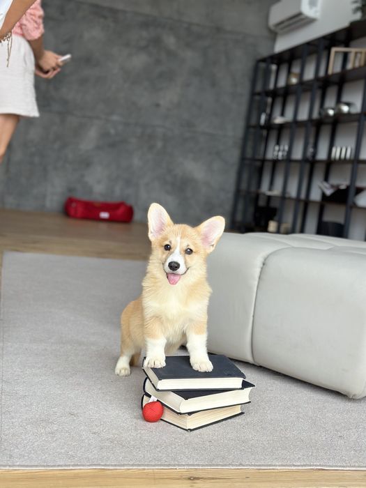 Цуценята Вельш Корги Пемброк