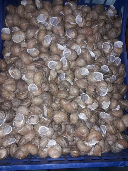 Ракушка равлика