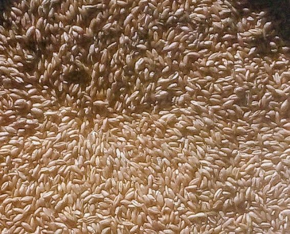 Sprzedam pszenicę, pszenzyto, owies i jeczmień