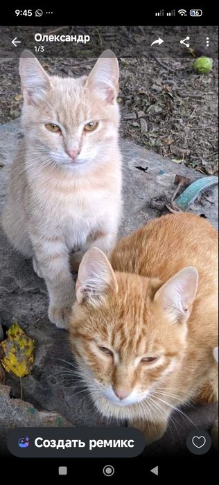 Отдам в добрые руки котят