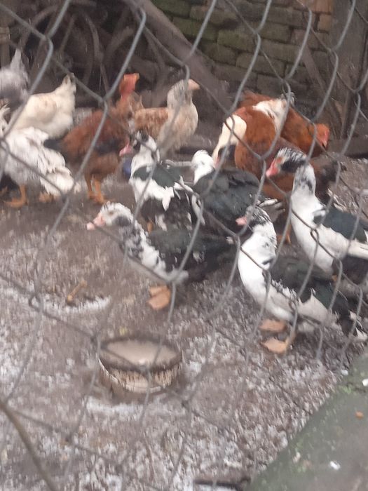 Продам молодняк  шипунів