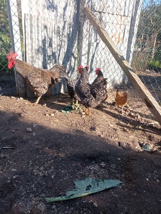 Pintos  pedrês portuguesa , malines, Marans,  rohde island red