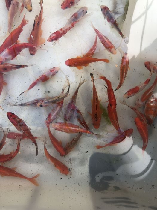 Karp KOI ryby rybki do oczka wodnego stawu narybek