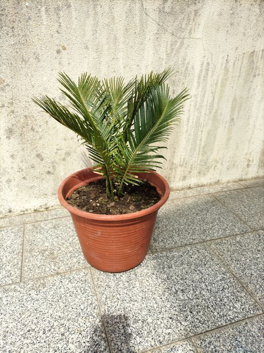 Palmeira para jardim
