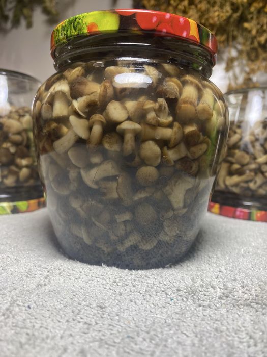 Мариновані грибочки «Святкові» набір з різних видів лісових!