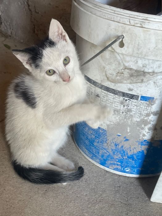 Gatos para adoção