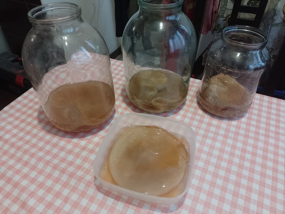 Продам чайный гриб. АКЦИЯ.