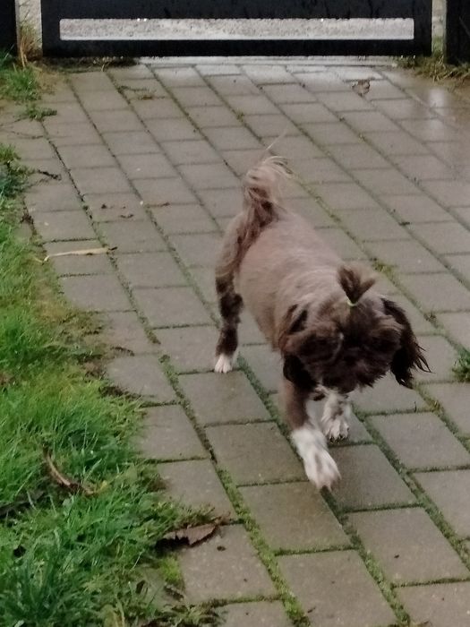 Suczka Shih Tzu gen czekolada