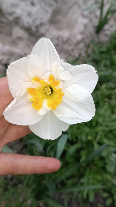 Продам  зрізом тюльпани та нарциси