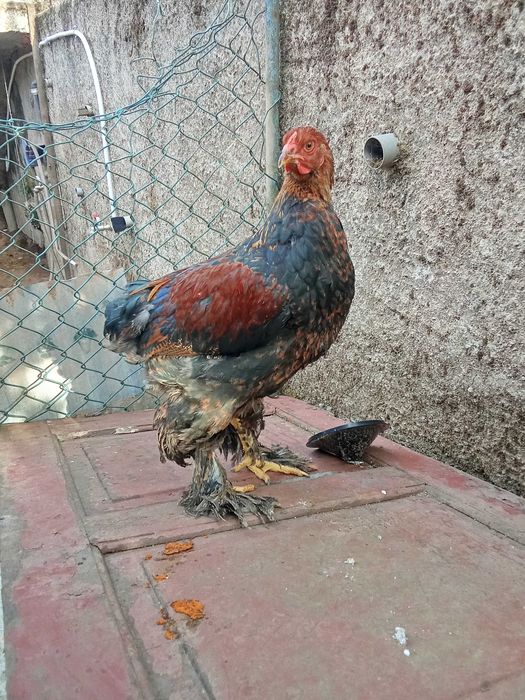 Cedo frangos brahama
